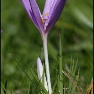Photographie n°679939 du taxon Colchicum autumnale L. [1753]