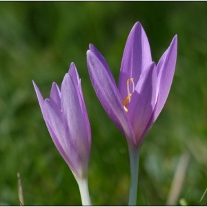 Photographie n°679940 du taxon Colchicum autumnale L. [1753]