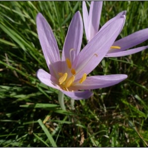 Photographie n°679941 du taxon Colchicum autumnale L. [1753]