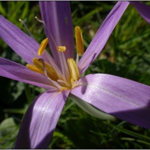 Photographie n°679942 du taxon Colchicum autumnale L. [1753]