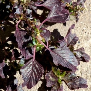 Photographie n°679988 du taxon Amaranthus blitum L. [1753]