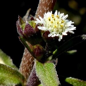 Photographie n°679996 du taxon Eclipta prostrata (L.) L. [1771]