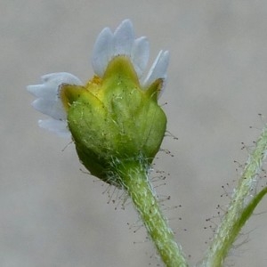 Photographie n°680005 du taxon Galinsoga quadriradiata Ruiz & Pav. [1798]