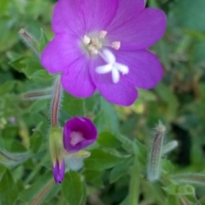 Photographie n°680068 du taxon Epilobium hirsutum L.