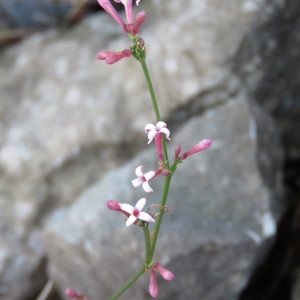 Photographie n°680077 du taxon Asperula cynanchica L. [1753]