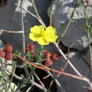 Photographie n°680079 du taxon Fumana thymifolia (L.) Spach ex Webb [1838]