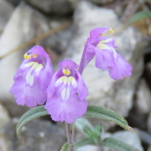 Photographie n°680087 du taxon Galeopsis angustifolia Ehrh. ex Hoffm. [1804]