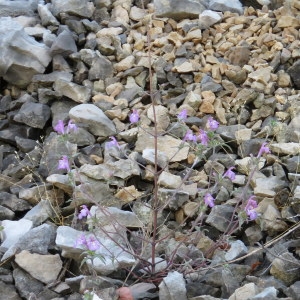 Photographie n°680090 du taxon Galeopsis angustifolia Ehrh. ex Hoffm. [1804]