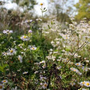 Photographie n°680149 du taxon Erigeron annuus (L.) Desf. [1804]