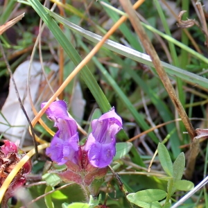 Photographie n°680150 du taxon Prunella grandiflora (L.) Schöller [1775]