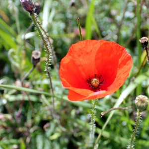 Photographie n°680151 du taxon Papaver rhoeas L. [1753]