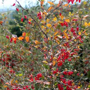 Photographie n°680153 du taxon Berberis vulgaris L. [1753]