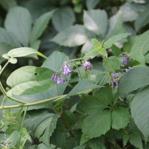 Photographie n°680165 du taxon Solanum dulcamara L. [1753]