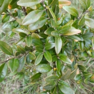 Photographie n°680176 du taxon Buxus sempervirens L. [1753]