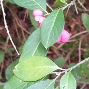 Photographie n°680180 du taxon Euonymus europaeus L. [1753]