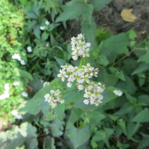 Photographie n°680207 du taxon Fagopyrum esculentum Moench [1794]