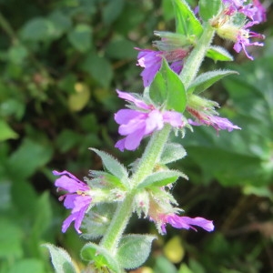 Photographie n°680219 du taxon Lythrum salicaria L. [1753]