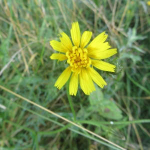 Photographie n°680231 du taxon Picris hieracioides L. [1753]