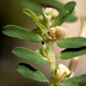 Photographie n°680280 du taxon Euphorbia maculata L. [1753]