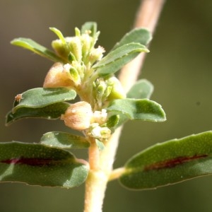 Photographie n°680281 du taxon Euphorbia maculata L. [1753]