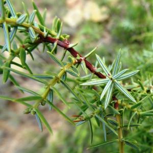 Photographie n°680292 du taxon Juniperus oxycedrus subsp. oxycedrus