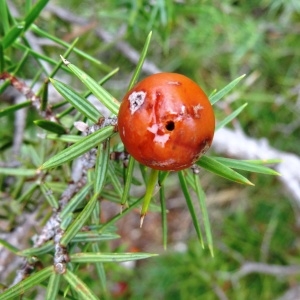 Photographie n°680294 du taxon Juniperus oxycedrus subsp. oxycedrus