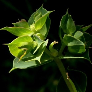Photographie n°680298 du taxon Euphorbia falcata L. [1753]