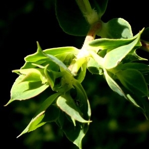 Photographie n°680299 du taxon Euphorbia falcata L. [1753]