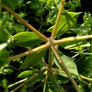 Photographie n°680300 du taxon Euphorbia falcata L. [1753]