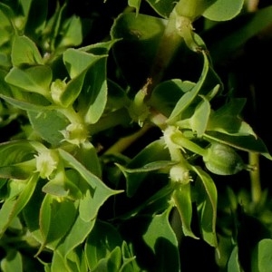 Photographie n°680301 du taxon Euphorbia falcata L. [1753]