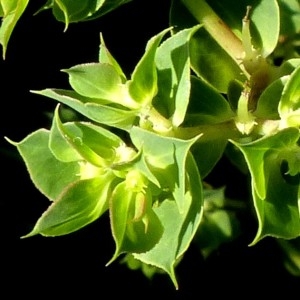 Photographie n°680302 du taxon Euphorbia falcata L. [1753]