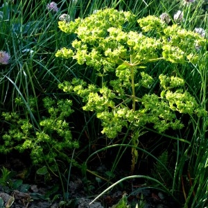 Photographie n°680303 du taxon Euphorbia falcata L. [1753]