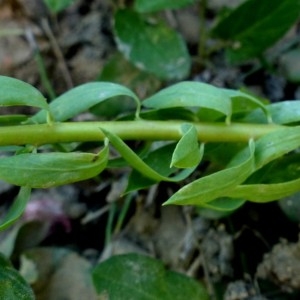 Photographie n°680305 du taxon Euphorbia falcata L. [1753]