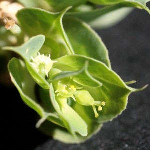 Euphorbia falcata L. (Euphorbe à cornes en faucille)