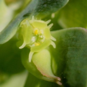 Photographie n°680309 du taxon Euphorbia falcata L. [1753]