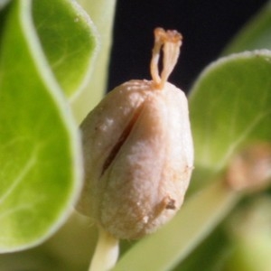  - Euphorbia falcata L. [1753]