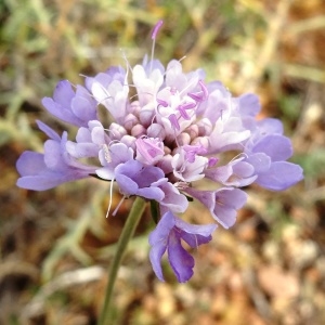 Photographie n°680321 du taxon Scabiosa columbaria subsp. columbaria