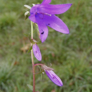  - Campanula rapunculoides L. [1753]