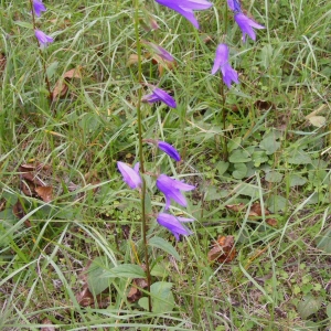 Photographie n°680375 du taxon Campanula rapunculoides L. [1753]