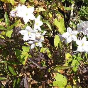 Photographie n°680400 du taxon Solanum laxum Spreng. [1824]