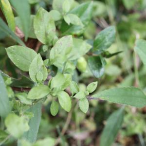 Photographie n°680485 du taxon Silene baccifera (L.) Roth [1788]