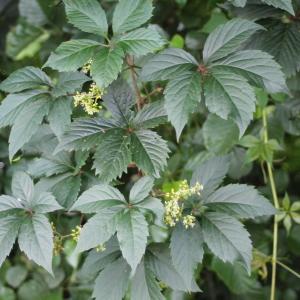 Photographie n°680494 du taxon Parthenocissus quinquefolia (L.) Planch. [1887]