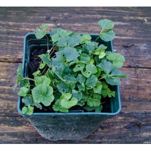 Cardamine trifolia L. (Cardamine à trois folioles)