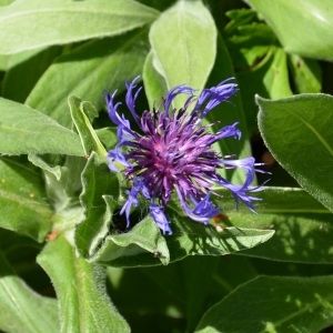 Photographie n°680597 du taxon Cyanus montanus (L.) Hill [1768]