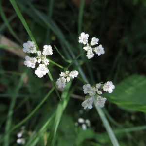 Photographie n°680836 du taxon Torilis arvensis (Huds.) Link [1821]