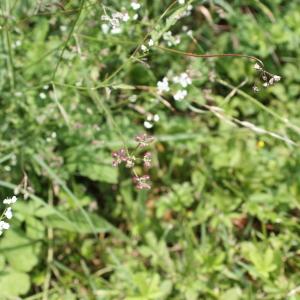 Photographie n°680837 du taxon Torilis arvensis (Huds.) Link [1821]