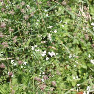 Photographie n°680838 du taxon Torilis arvensis (Huds.) Link [1821]