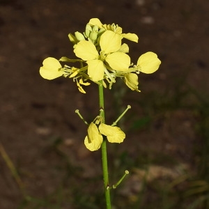 Photographie n°681014 du taxon Sinapis arvensis L. [1753]