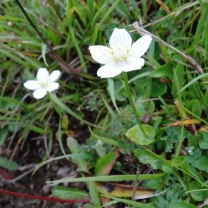 Photographie n°681050 du taxon Parnassia palustris L. [1753]