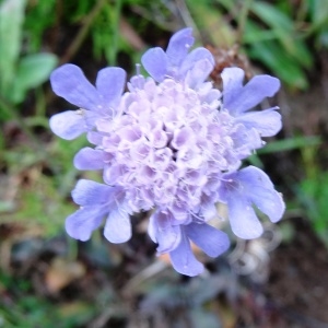 Photographie n°681053 du taxon Scabiosa columbaria subsp. columbaria